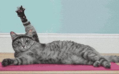 New party member! Tags: cat yoga yoga mat Cat Hug Gif, Yoga Series, Gatos Cool, Sun Salutations, Cat Work, Amoled Wallpapers, Cat Hug, Beginner Yoga, I Love You Pictures