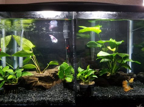 10 gallon divided betta tank 3 Gallon Tank Ideas, Betta Community Tank, Divided Betta Tank, Betta Aquascape, Betta Tanks, 10 Gallon Fish Tank, Tank Terrarium, Fish Tank Terrarium, Cool Fish Tanks