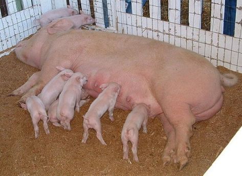 Different Types of Hog Pens: Pig Pen Options for the Entire Life Cycle of a Pig -- Farrowing, Weaning, and Finishing Pig Farrowing, Pig Showing, Raising Pigs, Pig Pen, Animal Pen, Pig Farming, Animal Science, Cute Piggies, Pet Pigs