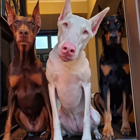 14 Cool Facts You Didn’t Know About the Doberman Pinscher | Page 2 of 3 | PetPress Doberman Black, White Doberman, White Doberman Pinscher, Muscular Dog, Red Doberman, Doberman Breed, Black Doberman, Doberman Pinscher Puppy, Slytherin Fashion