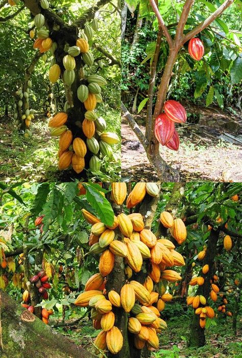 Tropical Fruit Trees, Cacao Tree, Cocoa Tree, Poultry Farm Design, Cacao Fruit, Hawaiian Homes, Amazing Food Decoration, Farm Lifestyle, Fruit Photography