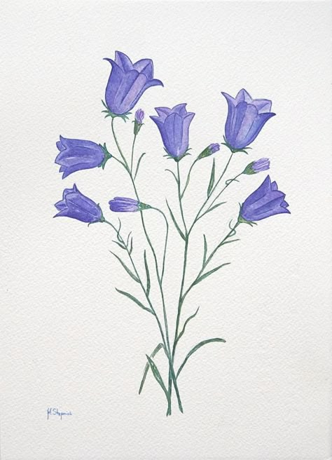 Bellflowers Drawing, Campanula Flowers Drawing, Bellflower Drawing, Bellflower Tattoo, Campanula Flowers, Aqua Flowers, Long Stem Flowers, Blue Bell Flowers, Witch Tattoo