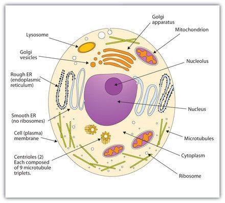 Picture Cell Diagram Project, Human Cell Diagram, Human Cell Structure, Animal Cell Anatomy, Animal Cell Drawing, Animal Cell Structure, Plant Cell Diagram, Animal Cell Project, Cell Diagram