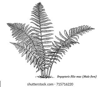 Fern Illustration, Scientific Drawing, Engraving Illustration, Plant Drawing, Tree Drawing, Botanical Drawings, Tattoo Fonts, Illustration Drawing, Tree Art