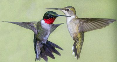 Ruby Throated Hummingbird Pair, male and female (The adult male has a gorget (throat patch) of iridescent ruby red bordered narrowly with velvety black on the upper margin and a forked black tail with a faint violet sheen. The red iridescence is highly directional and appears dull black from many angles. The female has a notched tail with outer feathers banded in green, black, and white and a white throat that may be plain or lightly marked with dusky streaks or stipples.) Red Throated Hummingbird, Hummingbird Quotes, Minnesota Birds, Hummingbird Wallpaper, Hummingbird Pictures, Ruby Throated Hummingbird, Hummingbird Tattoo, White Patches, How To Attract Hummingbirds