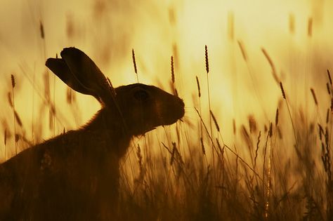 Hare Aesthetic, Rabbit Aesthetic, Rabbit Photos, Wild Rabbit, Watership Down, March Hare, British Wildlife, Bunny Art, Mystical Creatures