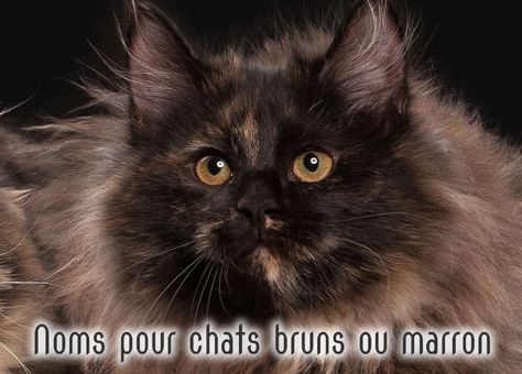 Noms de chats bruns ou marron pour femelles et mâles Siberian Cat Brown, Tortoiseshell Cats, Brown Cats, Rotten Apple, Cat Brown, Tortoiseshell Cat, Cat Info, Tortoise Shell Cat, Siberian Cat