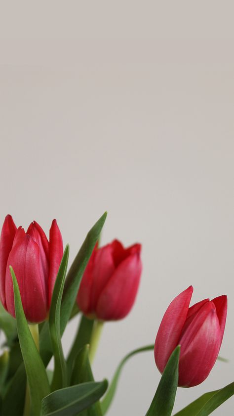 Red Flower Wallpaper, Pink Flowers Wallpaper, Romantic Mood, Nothing But Flowers, Flower Therapy, Beautiful Bouquet Of Flowers, Red Tulips, Tulips Flowers, Cute Wallpaper Backgrounds