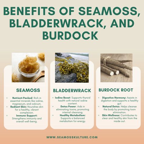 🌿 Discover the Triple Nutrient Power! 🌱 Seamoss, Bladderwrack, and Burdock Root combine to create a natural powerhouse of vitamins, minerals, and antioxidants. Click link in bio to uncover the incredible health benefits of this dynamic trio! 🌟💚 #Superfood #seamosskulture #bladderwrack #burdockroot #seamoss #seamosstea #seamossbenefits Benefits Of Seamoss, Bladderwrack Benefits, Seamoss Benefits, Dynamic Trio, Internal Cleanse, Ayurvedic Healing, Burdock Root, Skin Detox, Healthy Metabolism