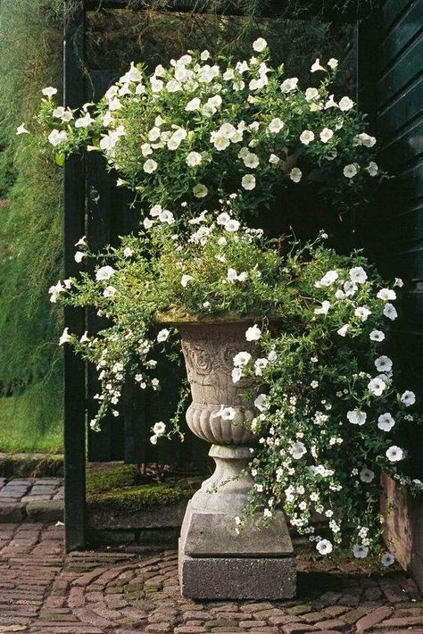 Garden Urns Planting Ideas, Container Cottage Garden, Planters For Wedding, English Cottage Container Garden, Italian Garden Landscaping, Plants In Antique Containers, Privacy Shrubs, English Garden Pots & Planters, Spring Wild Flowers