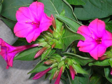 Four OClock Flowers seedMirabilis Jalapa Mix by CaribbeanGarden Four Oclock Flowers, Mirabilis Jalapa, Growing Tomatoes Indoors, Evening Garden, Four O Clock, Annual Flowers, Growing Tomatoes, Wildflower Seeds, Fragrant Flowers