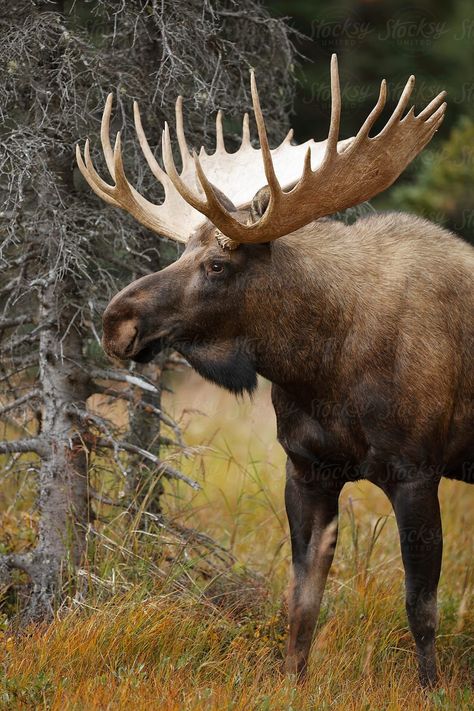 Bull Moose Download this high-resolution stock photo by Paul Tessier from Stocksy United. #moosehuntingpictures Moose Pics, Moose Animal, Moose Painting, Moose Pictures, Moose Hunting, North American Animals, Moose Deer, Hunting Pictures, Wild Animals Photography