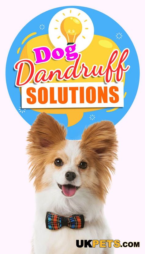 Though it looks the same, dog dandruff and human dandruff are different. The little white flakes you see are usually dead skin cells. #dogcare #dandruff #dogskinsolutions Dandruff Home Remedies, Dog Dandruff, Dandruff Causes, Dog Health Tips, Cute Puppy Pictures, Foot Soak, Puppy Lover, Dog Care Tips, Dog Blog