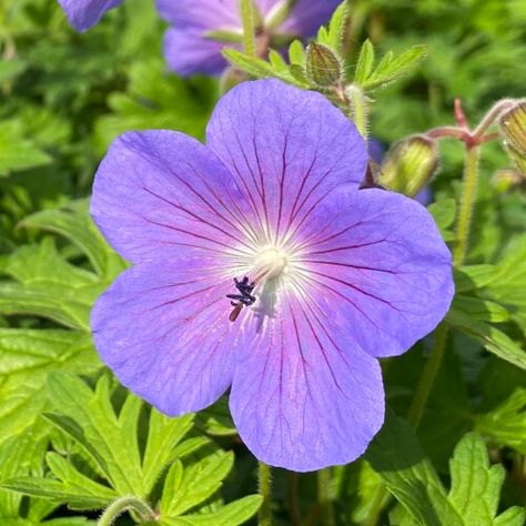 Geranium himalayense 'Baby Blue' Geranium Himalayense, Blue Geranium, Hardy Geranium, Border Plants, Early Winter, Herbaceous Perennials, Hardy Perennials, Types Of Soil, Small Gardens