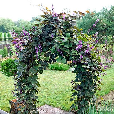 Hyacinth Bean Vine Trellis, Cathedral Bells Vine, Purple Vine Plant, Purple Hyacinth Bean Vine, Archway Ideas, Hyacinth Bean, Texas Flowers, Hyacinth Bean Vine, Pathway Garden