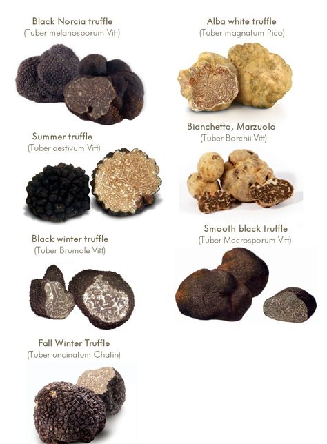 Growing Truffles, Red Velvet Truffles, Truffle Mac And Cheese, Growing Mushrooms At Home, Truffle Pasta, Truffle Mushroom, Summer Truffle, Cookie Dough Truffles, Truffle Butter