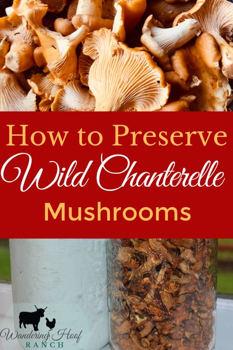 Preserving Mushrooms, Preserve Mushrooms, Freezing Mushrooms, Chanterelle Mushroom Recipes, Chanterelle Recipes, Foraging Mushrooms, Wild Mushroom Recipes, Edible Wild Mushrooms, Chanterelle Mushrooms