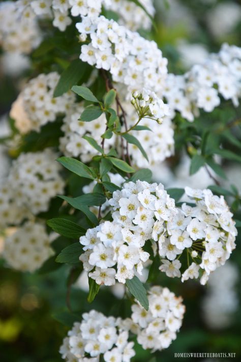 Spirea blooms spring | ©homeiswheretheboatis.net #spring #garden #flowers Earth Day Tattoo, Spirea Flower, White Spirea, June Tattoo, Earth Day Facts, Bridal Wreath Spirea, Lady Banks Rose, White Spring Flowers, Your Eyes Tell