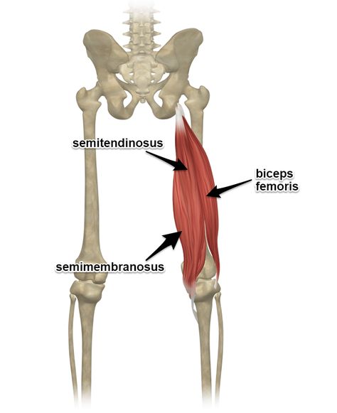 The Hamstrings - Yoga Anatomy Yoga Hamstrings, Hamstring Yoga, Torn Hamstring, Hip Anatomy, Muscle Diagram, Hamstring Muscles, Ashtanga Vinyasa Yoga, Tight Hamstrings, Yoga Anatomy