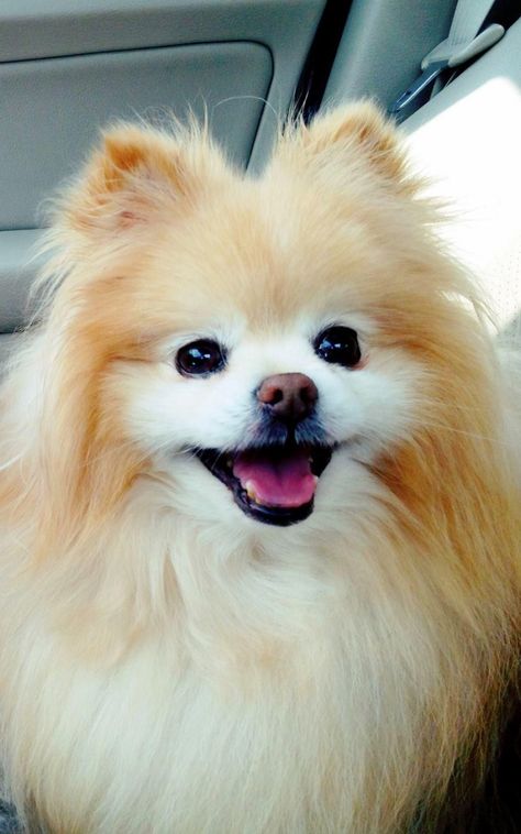 Cute Boo Pomeranian iPhone 6 Plus HD Wallpaper Boo Dog, Dog Wallpaper Iphone, Cute Dog Wallpaper, Crazy Dogs, Dog Hotel, God Father, Cutest Animals, Pomeranian Dog, Hd Desktop