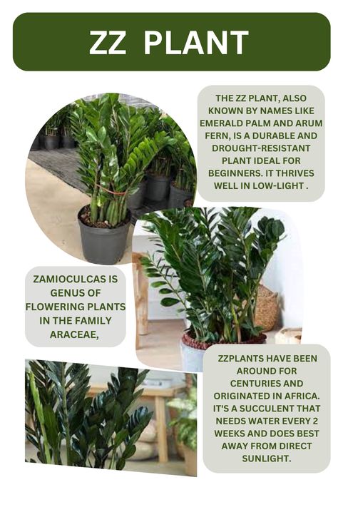 ZZ  plant ,  zz  plants  , Zz Plants, Symbolic Meanings, Drought Resistant Plants, Zz Plant, Drought Resistant, Decorative Elements, Good Fortune, Low Lights, Planting Flowers