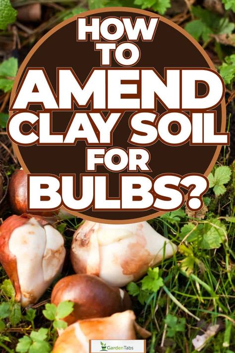 How To Amend Clay Soil For Bulbs? Amend Clay Soil, Amending Clay Soil, Planting In Clay, Daffodils Planting, Bulb Planting, Growing Bulbs, Planting Tulips, Yucca Plant, Gardening Gear