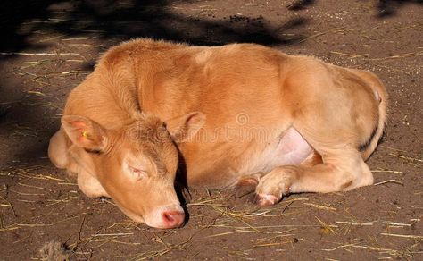 Sleeping Calf Basking In Sun. Young calf sleeping in the sun in barnyard at Edmo , #AD, #Sun, #Young, #calf, #Sleeping, #Calf #ad Calf Lying Down, Calf Laying Down, Cow Laying Down, Calf Reference, Calf Illustration, Cow Sleeping, Calf Animal, Lyric Book, Sleeping Animals