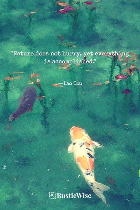 Quotation About Nature, Eastern Philosophy Quotes, Accomplished Quotes, Lao Tzu Quotes Wisdom, Rustic Quotes, Taoism Quotes, Accomplishment Quotes, Nature Does Not Hurry, Curious People