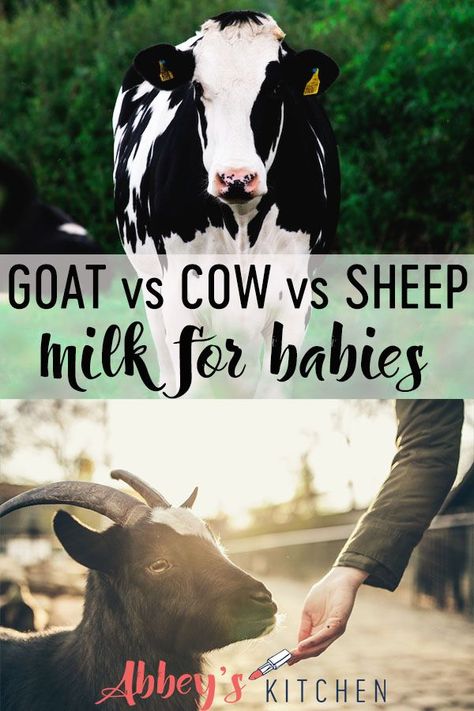 Goats Milk Vs Cows Milk, Milking Sheep, Milk Allergy Baby, Sheep Milk, Goat Milk Recipes, Cow Stuff, Milk Benefits, Healthy Food Habits, Baby Led Weaning Recipes