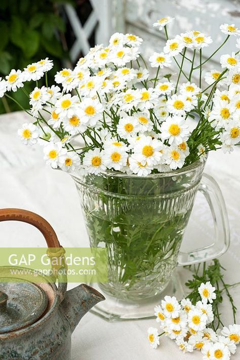 Tanacetum parthenium - Feverfew in jug and teapot Tanacetum Parthenium, Plant Photography, Moscow Mule Mugs, Garden Plants, Glass Vase, Tea Pots, Gap, Stock Photos, Plants