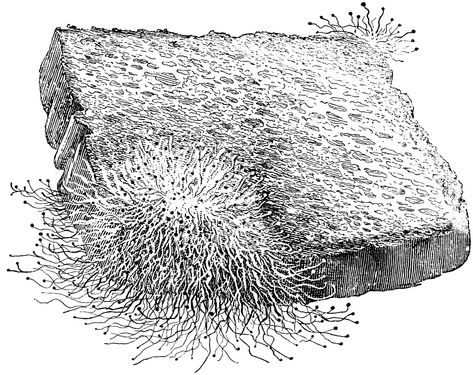 Mucor, a Common Mold | ClipArt ETC Mold Drawing, Bread Mould, Reference Board, Bread Mold, Piece Of Bread, Drawing Inspo, The Common, Molding, Bread