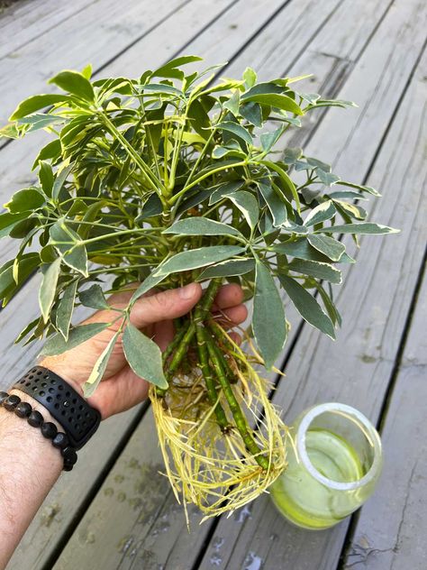 how-to-propagate-umbrella-plant-schefflera Propagate Umbrella Plant, How To Propagate Umbrella Plant, Propagating Umbrella Plant, Umbrella Plant Propagation, Umbrella Plant Care, Propagate In Water, Chinese Money Plant Care, Water Plants Indoor, African Violet Care