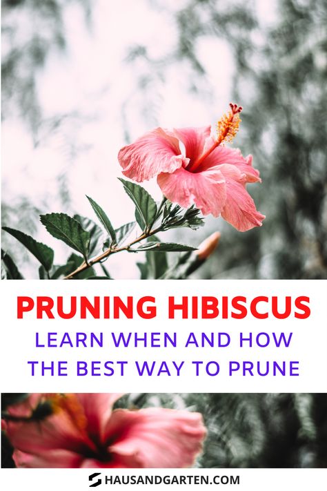 Pruning Hibiscus Bush, When To Prune Hibiscus Plants, Hibiscus Bush, Growing Hibiscus, Hibiscus Tree, Hibiscus Garden, Pruning Roses, Hardy Hibiscus, Growing Hydrangeas