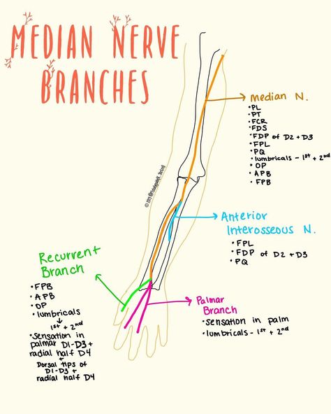 Kristin Stetzel, SPT on Instagram: “Looking over some anatomy while studying nerve entrapments. The median nerve branches into several other nerves while coursing down the…” Physiotherapy Notes, Medicine Knowledge, Medicine Aesthetic, Nerve Anatomy, Basic Anatomy, Anatomy Medical, Sports Massage Therapy, Median Nerve, Gross Anatomy