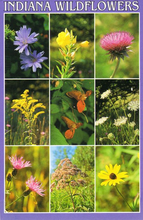 Indiana Wildflowers U.S.A. - Chicory, Evening Primrose, Canada Thistle, Canada Goldenrod, Spotted Jewelweed, Wild Carrot, Spotted Knapweed, Joe Pye Weed and Black-eyed Susan.  Photos by John Penrod. Indiana Wildflowers, Spotted Knapweed, Canada Goldenrod, Wildflower Mural, Joe Pye, Nature Photographers, Wild Carrot, Native Plant Gardening, Garden Weeds