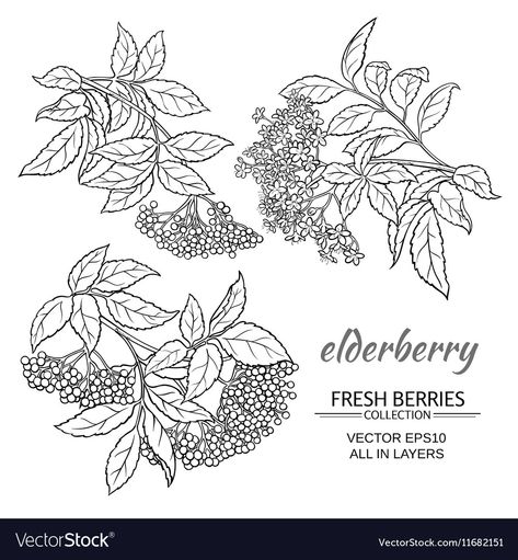 Elderberry Drawing, Elderberry Tattoo, Elderflower Tattoo, Small Flower Drawings, Plant Sleeve, Embroidery Fruit, Elderberry Tree, Elderberry Plant, Elderberry Flower