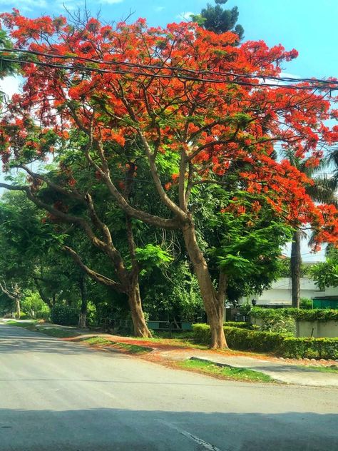 Gulmohar Tree, Pretty Trees, Scenery Nature, Dehradun, Beautiful Scenery Nature, Beautiful Scenery, Painting Ideas, Elephant, Trees