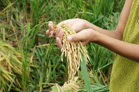 The global development bank will invest in making food systems more resilient to climate extremes, disease, conflict and trade disruptions. Global Food Security, Global Food, World Bank, Making Food, Food System, Food Security, Global Recipes, Disease