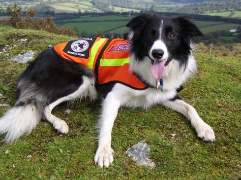 Search and Rescue Border Collie on the moor in Cornwall, UK, He's the 'model' for T-Rex in "That Summer in Cornwall" Service Dog Border Collie, Border Collie Service Dog, Dog Litter Box, Doggy Quotes, Celtic Women, Heinz 57, Search And Rescue Dogs, Military Working Dogs, Shetland Sheep