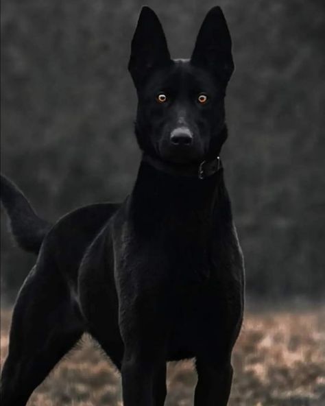 Scary German Shepherd Dogs, Belgian Shepherd Black, Belgian Malinois Scary, Black Malinois Dog, Belgian Malinois Aesthetic, Belgian Malinois German Shepherd, Black Malinois, German Malinois, Large Black Dog