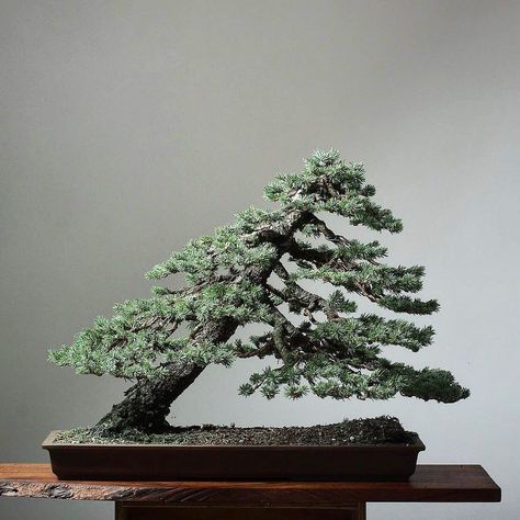 Cedrus Deodara, Picea Abies, Norway Spruce, Bonsai Tree Types, Bonsai Styles, World Wallpaper, Arte Peculiar, Bonsai Art, Bonsai Garden