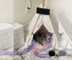 View Ad: Pomeranian Puppy for Sale near Texas, DALLAS, USA. ADN-51424 Black Pomeranian Puppies, Cozy Tent, Dog Teepee, Canvas Teepee, Cat Teepee, Blackboard Chalk, Bed For Cats, Pet Teepee, Teepee Bed