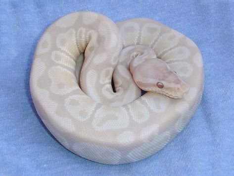 lavender ball python | Lavender Albino Snow - Morph List - World of Ball Pythons Painting Snake, Dream Snake, Python Morphs, Pretty Snakes, Beautiful Ball, Ball Python Morphs, Ball Pythons, Snow Ball, Albino Animals