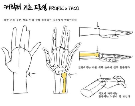 Propic Taco Hands, Bent Arm Reference, Hand Side View, Draw Hands, Concept Art Tutorial, Anatomy Tutorial, Hand Drawing Reference, Human Anatomy Art, Anatomy Sketches