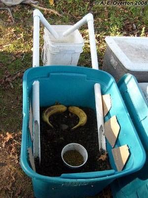 Soldier Fly Bin, Red Worm Composting, Black Soldier Fly Larvae, Black Soldier, Meal Worms, Black Soldier Fly, Red Worms, Sprouted Grains, Black Fly