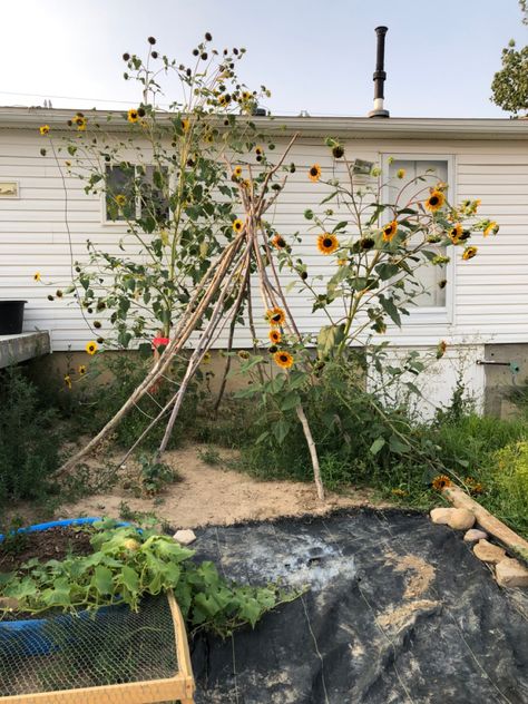 Sunflowers growing up wooden teepee Sunflower Teepee, Teepee Trellis, Forest School, Climbing, Sunflower, The Creator, Forest, Yard, Plants