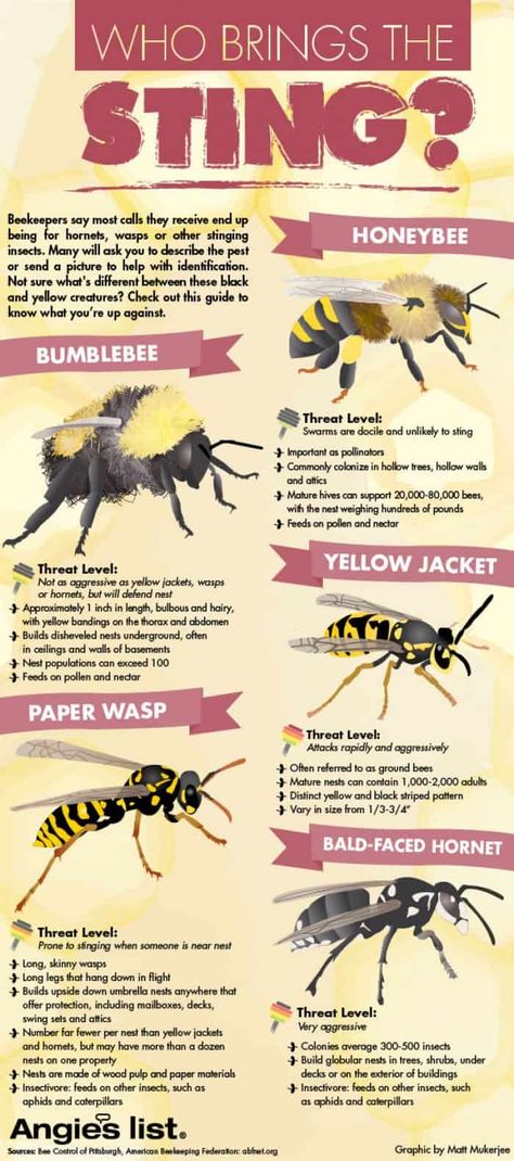 Bees vs. Wasps: Who Brings The Sting? Bumblebees, honeybees, yellow jackets, wasps and hornets -find out their characteristics, which one carries the most sting, plus other fun facts. Different Types Of Bees, Types Of Bees, Bees And Wasps, Bee Keeper, Bee Sting, Bee Friendly, Busy Bee, Bees Knees, Save The Bees