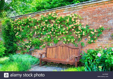 Rose Garden Ideas, Yellow Climbing Rose, Brick Wall Gardens, Budget Home Decor, Style On A Budget, Garden Walls, Climbing Flowers, Wooden Garden Benches, Brick Garden