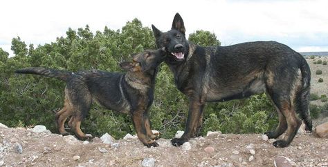 Working Line GSD Working Line Gsd, Belgium Malinois, Sable German Shepherd, Belgian Malinois Dog, Malinois Dog, Akita Inu, Dog Things, German Shepards, Gsd Puppies