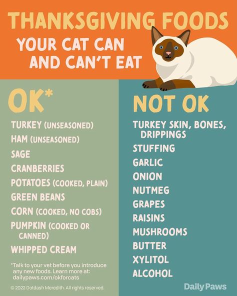 Foods Cats Can Eat, Cat Eat, Thanksgiving Foods, Black Cat Aesthetic, Canned Butter, Cat Nutrition, Pet Corner, Cat Info, A Vet